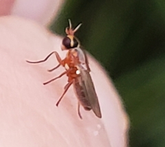 Oscinellinae