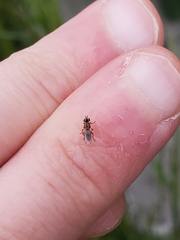 Oscinellinae