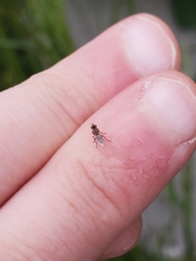 Oscinellinae