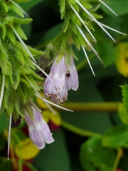 Symphytum
