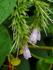Symphytum