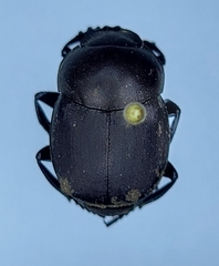 Canthon chalcites
