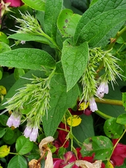 Symphytum