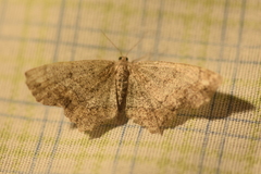 Hypagyrtis piniata