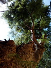 Leucaena diversifolia
