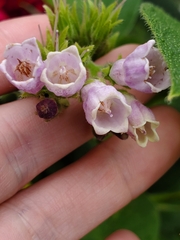 Symphytum