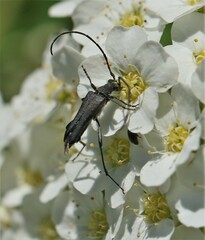 Idiopidonia pedalis