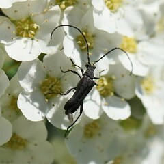 Idiopidonia pedalis