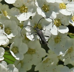 Idiopidonia pedalis