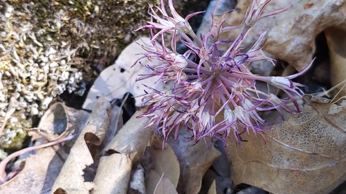Image of Allium abramsii by (c) velodrome, some rights reserved (CC BY)
