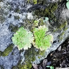 Selaginella pilifera