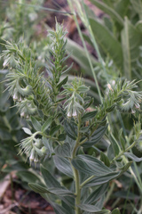 Lithospermum occidentale