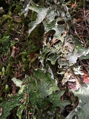 Lobaria pulmonaria