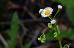Erigeron glabellus