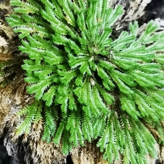 Selaginella pilifera