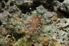 Pseudocorynactis