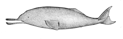 Indus River Dolphin (Platanista minor) · iNaturalist