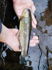 Oncorhynchus apache