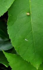 Phylloxera