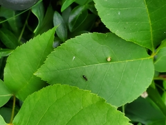 Phylloxera