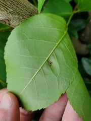 Phylloxera