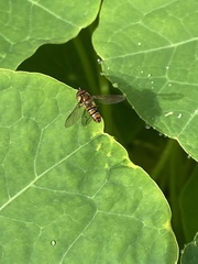Episyrphus viridaureus