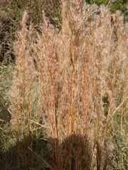 Schizachyrium microstachyum