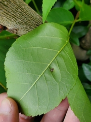 Phylloxera