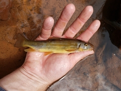 Pantosteus clarkii