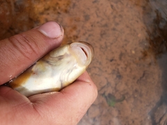 Pantosteus clarkii