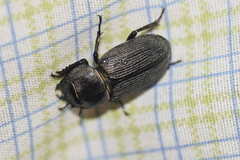 Dorcus parallelus