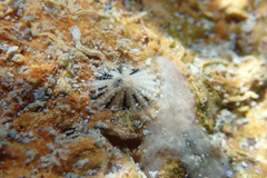 Diodora listeri