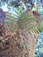 Leucaena diversifolia