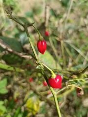 Capsiceae