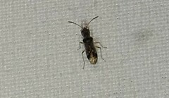 Pseudopachybrachius vinctus