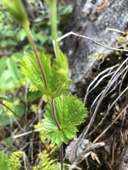Geum calthifolium