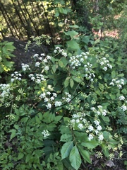 Ligusticum canadense
