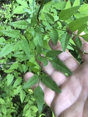 Ligusticum canadense
