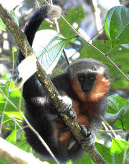 Plecturocebus moloch