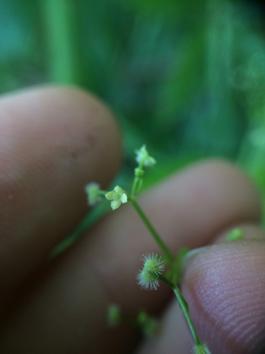 Image of Galium orizabense by no rights reserved