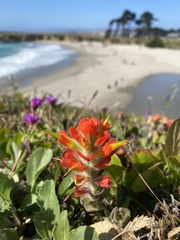 Castilleja mendocinensis