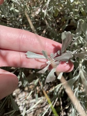 Artemisia tridentata tridentata