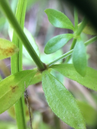 Image of Galium orizabense by no rights reserved