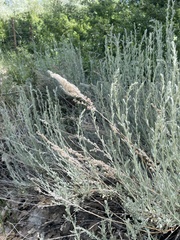 Artemisia tridentata tridentata