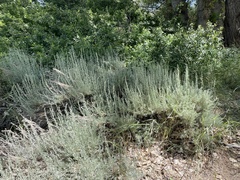 Artemisia tridentata tridentata