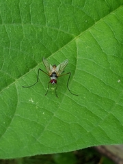 Cholomyia inaequipes