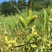 Carex lupulina × lurida - Photo Δεν διατηρούνται δικαιώματα, uploaded by Étienne Lacroix-Carignan