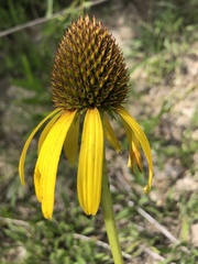 Echinacea paradoxa paradoxa