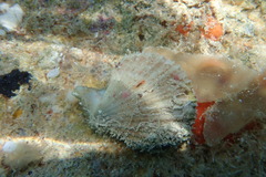 Caribachlamys pellucens
