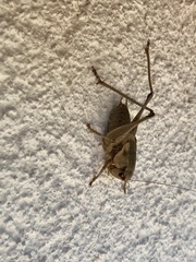 Pholidoptera dalmatica